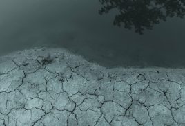 Airport birdwatching, a looming wheat crisis and lessons from our climate past