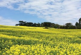 On the path to greener pastures: Sustainable agriculture in Brazil