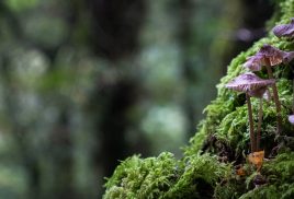 GLF–Luxembourg Finance for Nature by the numbers